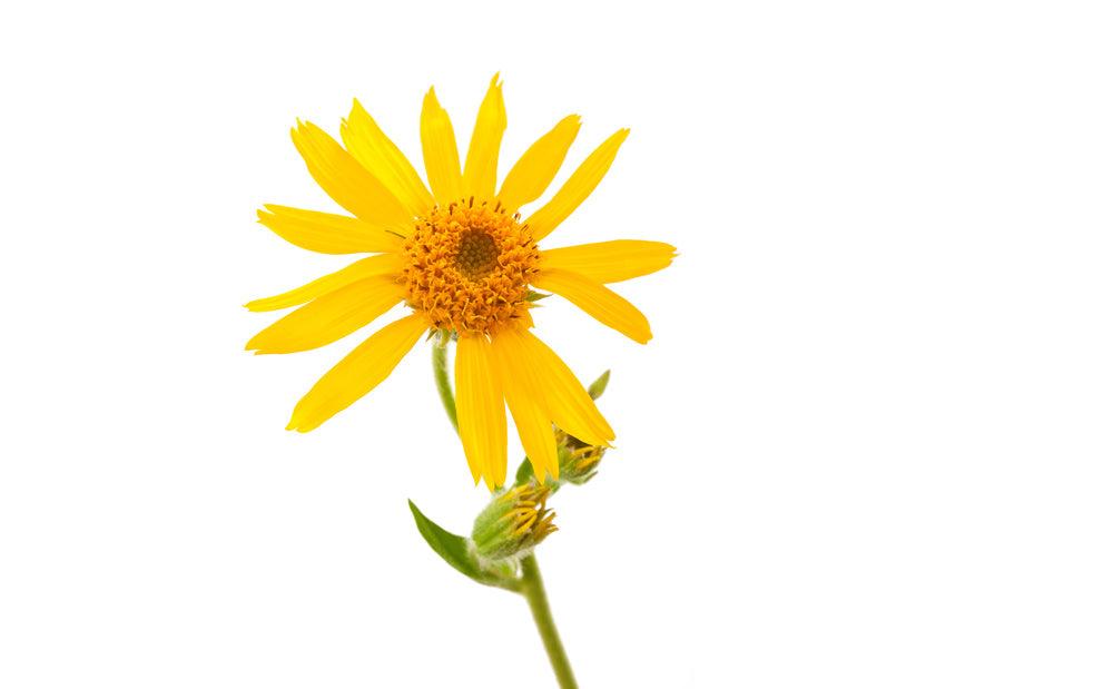 What Is Arnica Montana Flower Used For?