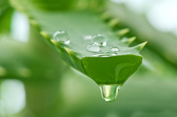 What are the various benefits of aloe vera for the skin?