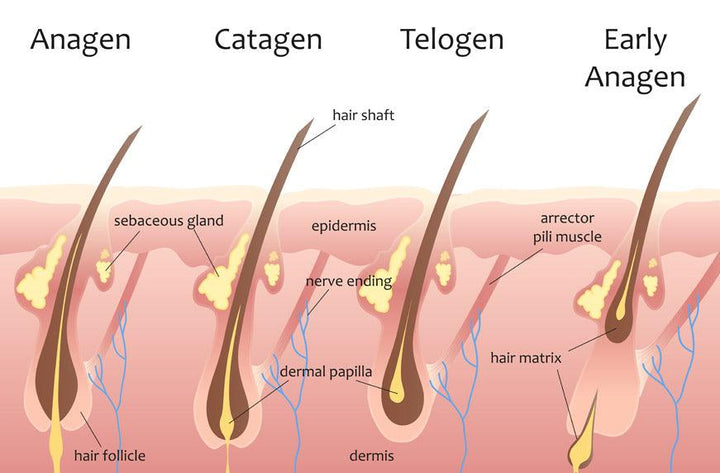 The real science behind hair growth