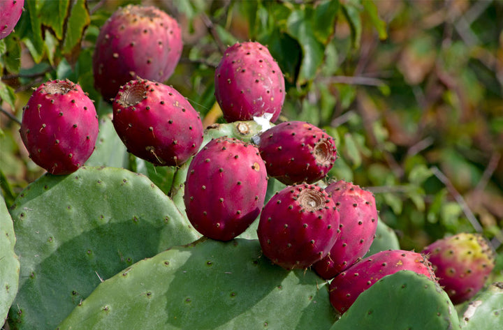 Why prickly pear seed oil is the best face oil in the market?